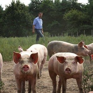 Des Porcs Fermiers élevés en plein air