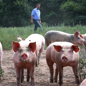 Cochons d'Auvergne