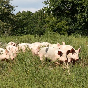 Cochons élevés en plein air